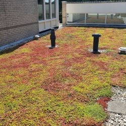 Green Roofs - Guides & Tips